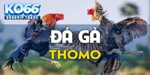 Đá gà Thomo