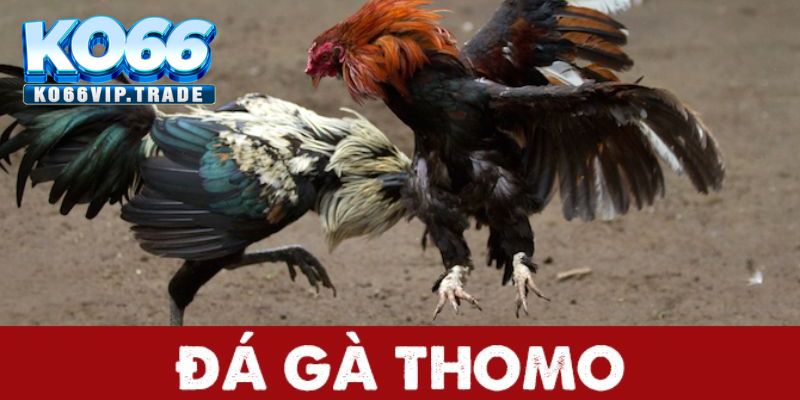 Lý do hội viên nên cá cược đá gà Thomo tại KO66?